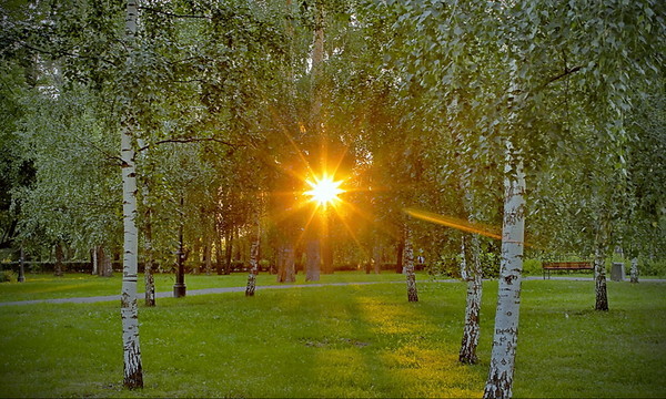 Солнце между березами