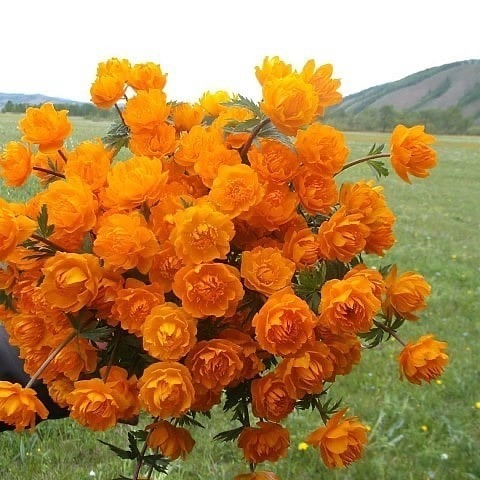 🌷Полевые цветы🌷